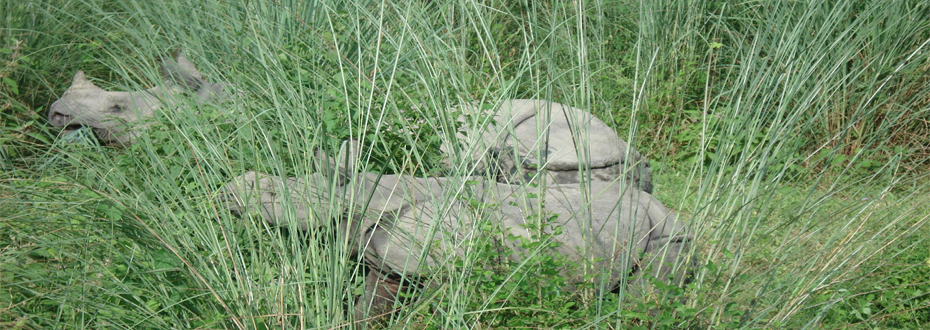 Jungle Safari in Nepal